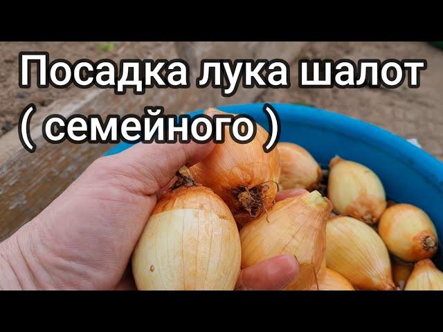 Посадка лука шалот семейного