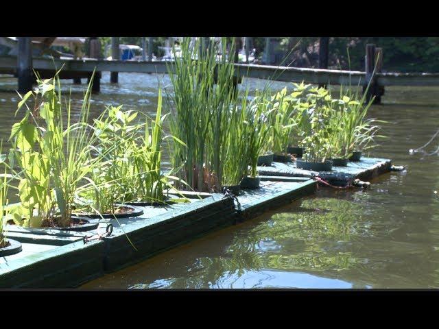 Floating Gardens of the Magothy