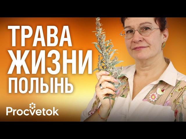 ПОЛЫНЬ: убивает паразитов, спасает от вирусов и переедания! Как применять и противопоказания