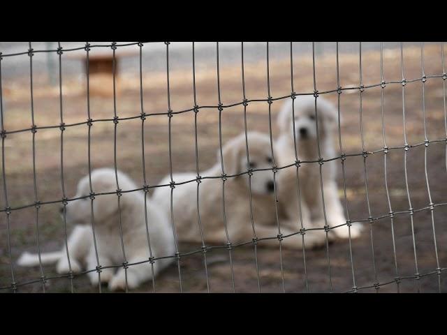 Benson Maremmas training video - Decisions About Toys & Bones