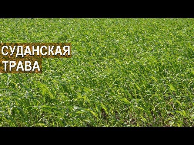 Зачем нужна суданская трава? КФХ Колесниковых