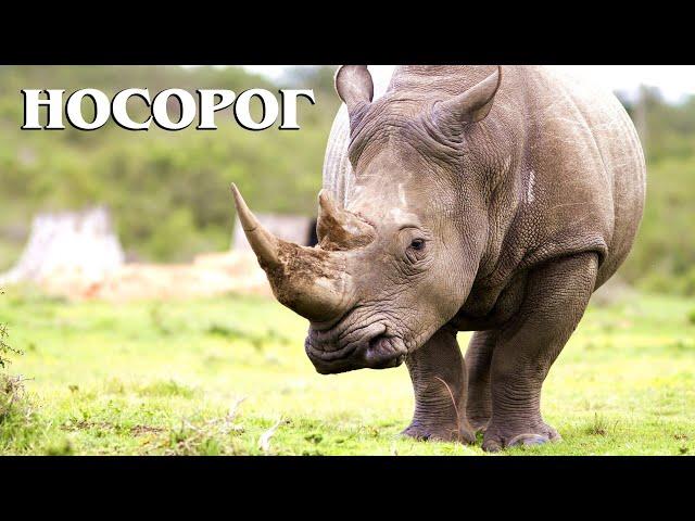 White Rhino: The Vanishing Giant | Interesting facts about rhinoceroses