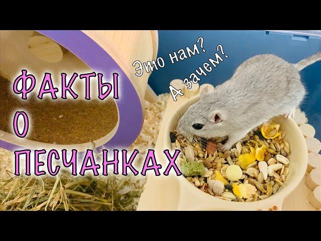 ФАКТЫ О ПЕСЧАНКАХ, ПЛЮСЫ И МИНУСЫ.