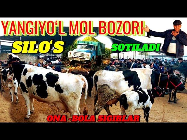 YANGIYOʻL MOL BOZORIDA ONA -BOLA SIGIRLAR VA DONLI SILOʻS SOTILADI