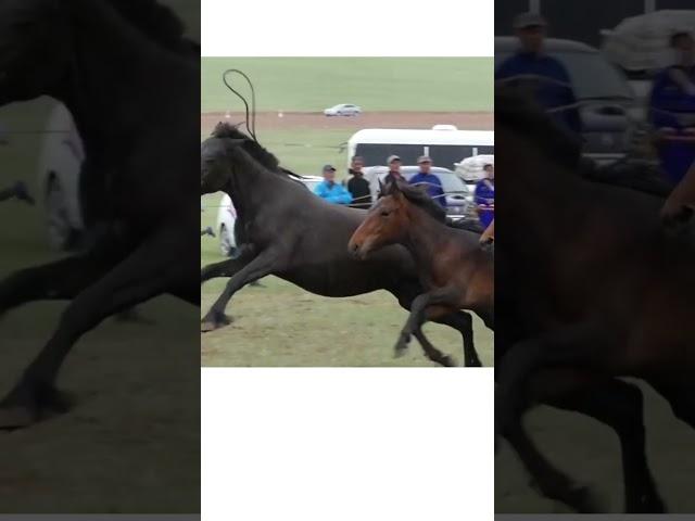 Mongolian horse training compilation 1 #shorts