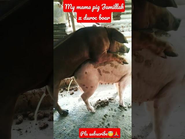 pig breeding