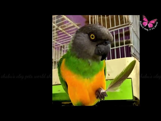 Senegal parrot posing for the camera || Exotic birds || Shabu's Vlog Pets World