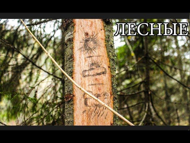 Primitive Technology:  Spruce Barometer