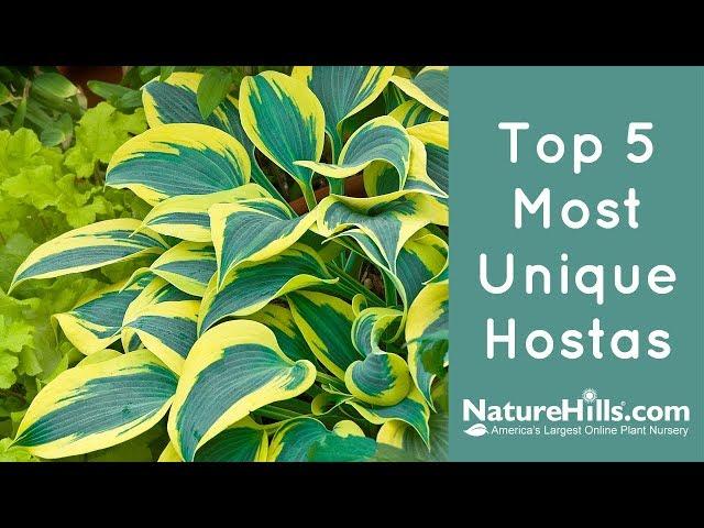 Top 5 Most Unique Hostas | NatureHills.com