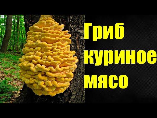 Гриб трутовик серно-желтый собираем и готовим.