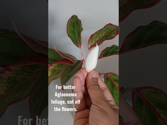 Cutting Aglaonema flowers. #plants #aglaonema #indoorplants #gardening #plantcare #plantcaretips