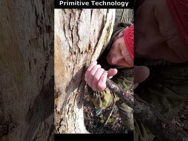 Primitive Survival Technology ️ Amazing Water Extraction #survival  #bushcraft #camping #outdoors