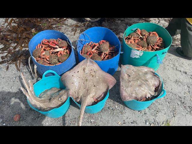 Commercial Ray & Giant Spider Crab Netting ! Big Haul of Crab !