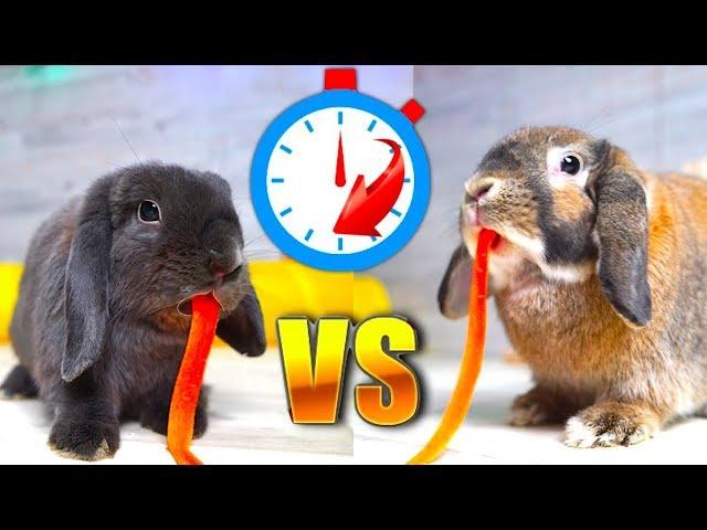 КТО ПЕРВЫЙ СЪЕСТ Эльза VS Лизун Свидание  Кроликов | Elli Di Pets