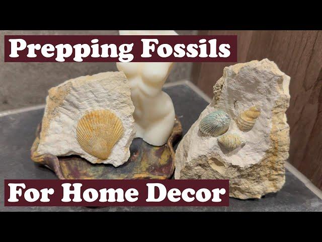 Prepping fossils for home decoration