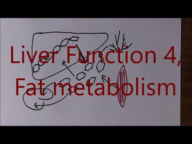 Liver Function 4, Fat metabolism