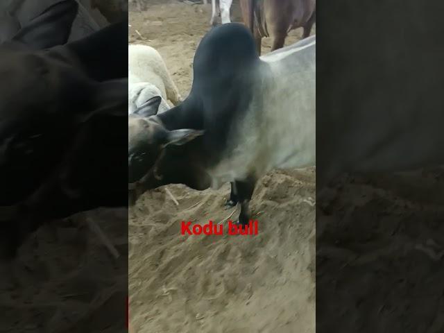 #kodu #bull #cow