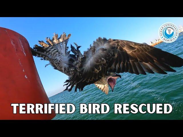 Terrified Bird Rescued