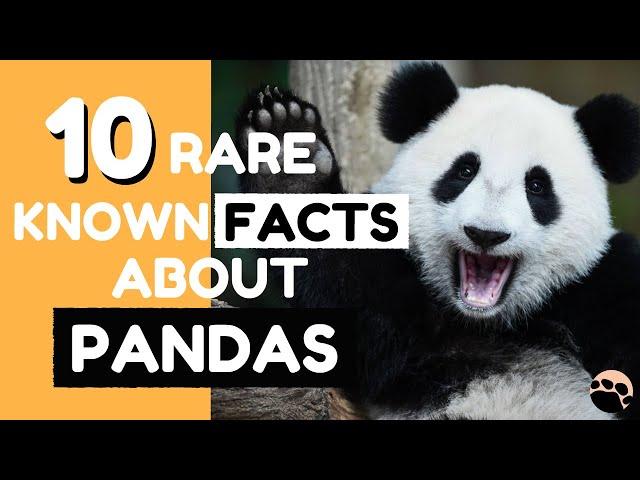 10 Rare Known Facts about Pandas