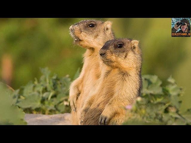 Steppe marmot bobak. Hunting for marmots in the Rostov region. Very interesting hunting.