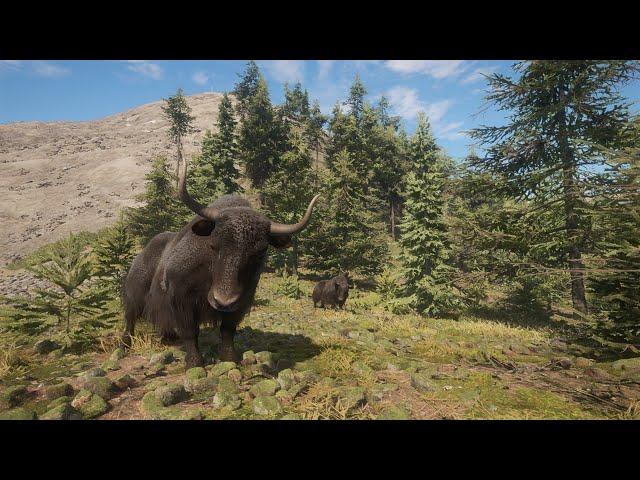 theHunter:Call Of The Wild  Cape buffalo, Water Buffalo wild yak and bison HUnt