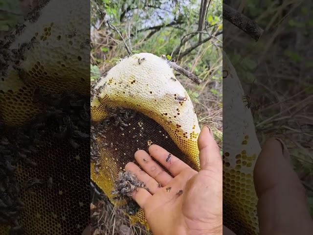 Really amazing natural wild honey head by hand #wildbees #beekeeper