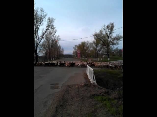 Sheep crossing!