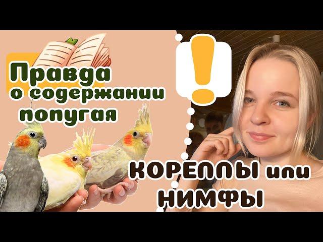 20 фактов о попугае КОРЕЛЛА и как правильно содержать его