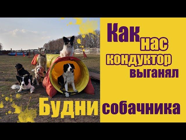 Vlog ~ Как мы УЧИМ БУМ | Веселые будни собачника