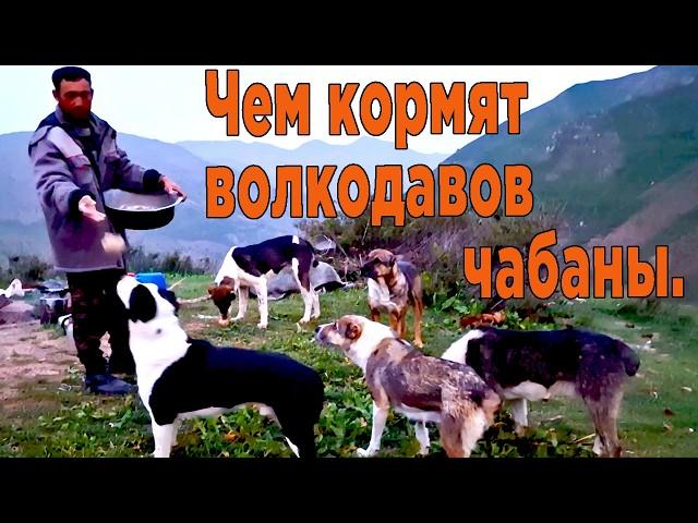 Колобки для волкодавов. Чем кормят собак чабаны.