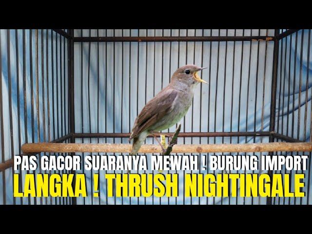 THRUSH NIGHTINGALE BURUNG IMPORT PALING LANGKA ! PAS GACOR SUARANYA MEWAH PANTESAN DI CARI