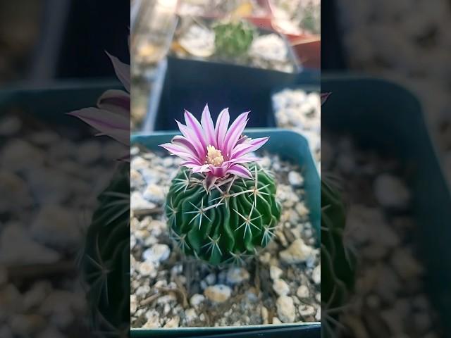Echinofossulocactus Cactus Species #cactus #succulents #flower