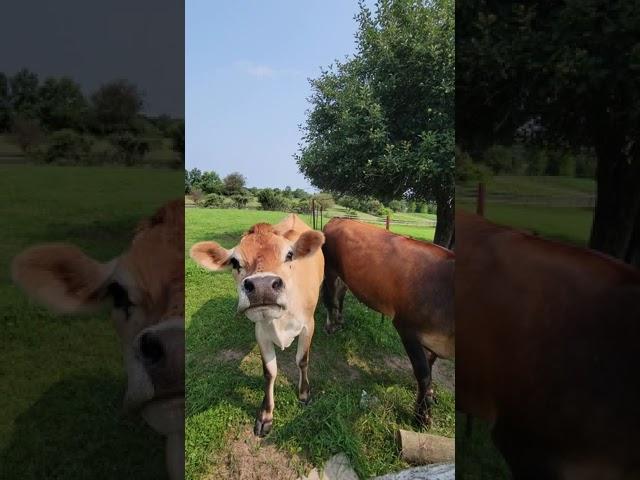 cow3