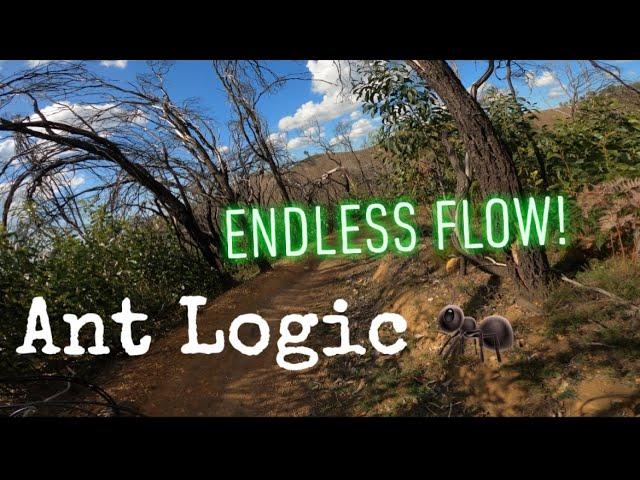 1.5kms of FLOW! | Ant Logic | Fox Creek Bike Park