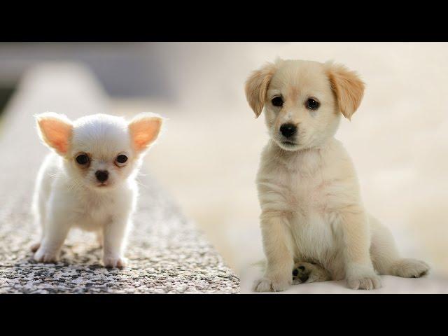 One dog, two dogs... Funny clip about dogs is a children's song! / Lansere