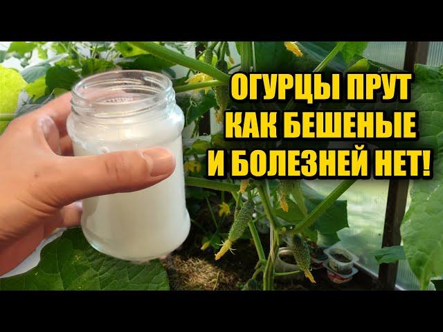 1 Литр под ОГУРЦЫ! Засыпят урожаем и желтеть не будут! Объясняю что внести чтобы куст огурцов попер!