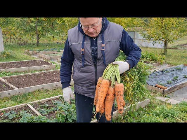 Морковь. Мои советы на практике.