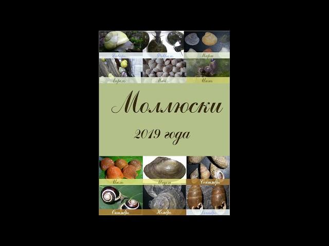 Рейтинг моллюсков за 2019 год за сайтом ПИП "Моллюски"