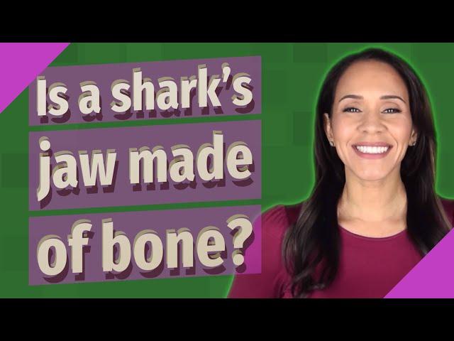 Is a shark's jaw made of bone?