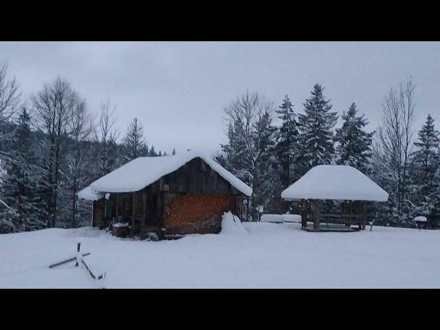 For 14 days he Spent the night in a Forest House in a heavy Blizzard with cattle. Bushcraft Shelter.