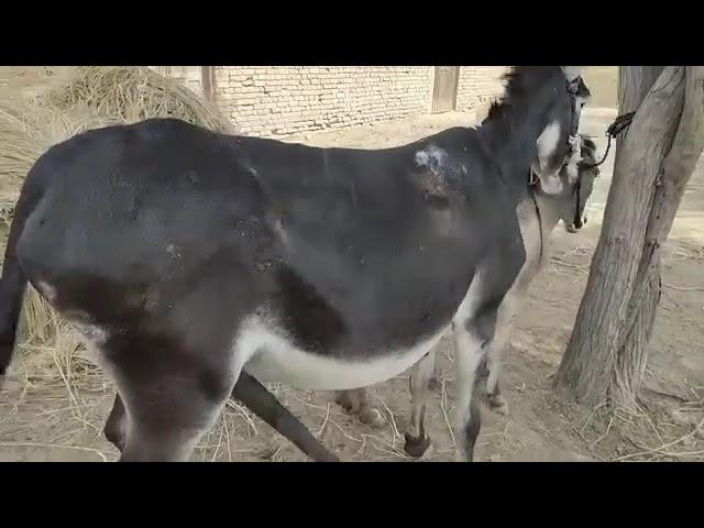 male Donkey and female Donkey Groom each other New meeting murrah 15 March