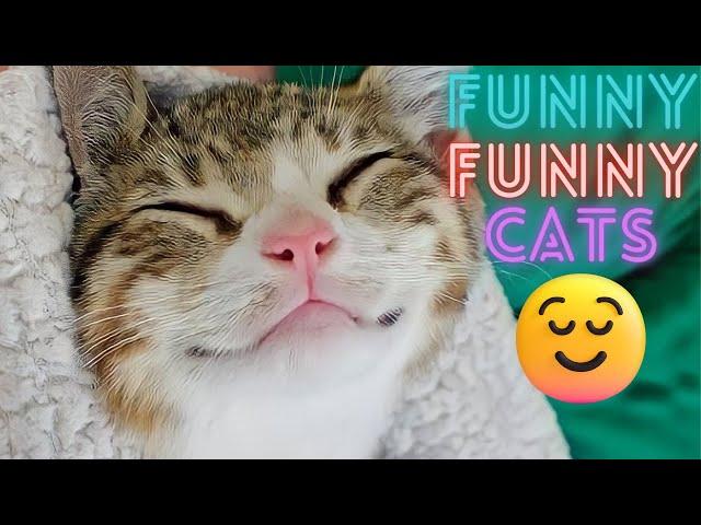 2 HOUR BEST FUNNY CATS COMPILATION 2023 | The Best Funny And Cute Cat Videos 7 ! 