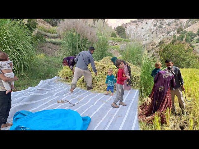 "Sayesar Mohabbate: Sincronización de Betul y su hermano en el mar verde de los arrozales"