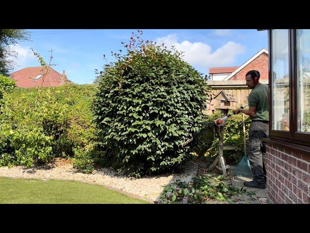 General Border& Shrub Tidying at a regular Job