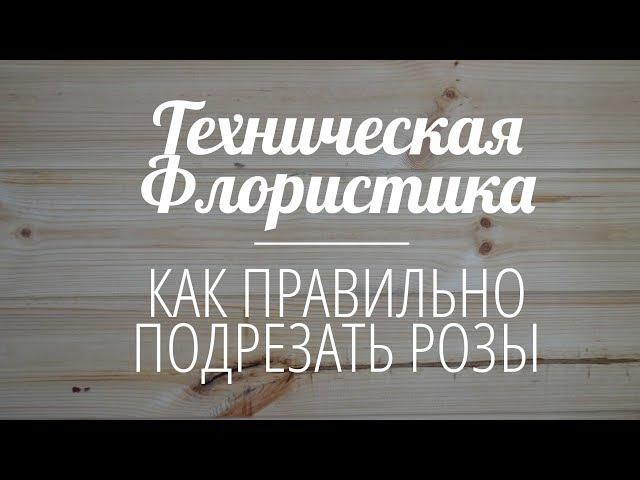 Техническая Флористика | Как правильно подрезать розы