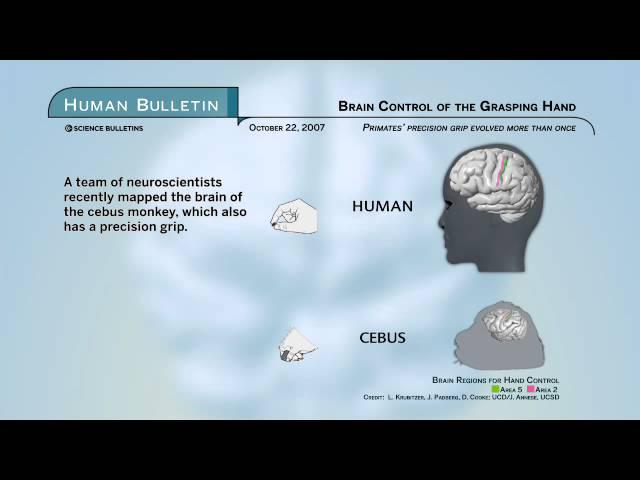 Science Bulletins: Brain Control of the Grasping Hand