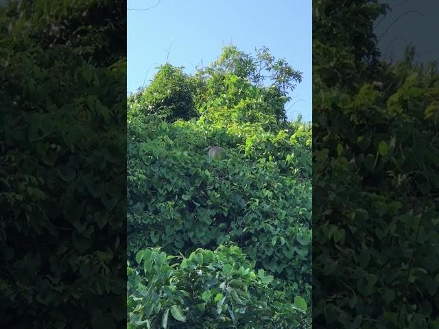 Monkey on high tree #monkey #monkeylife #monkeyvideo #animals #monkeylove #wildlife #monkeybaby
