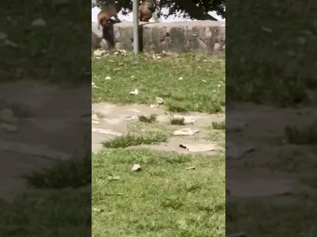 Monkey group run #monkey #monkeys #animal #bigvideos