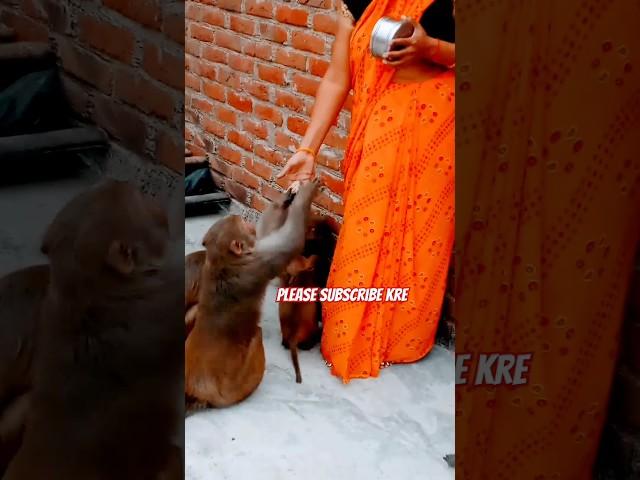 Jay shree ram ji ki ️🪔🪔#shorts #youtubeshorts #monkey #bandar #shortsviral #hanumanji #ram