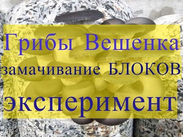 Грибы Вешенка. Эксперимент: замачивание отработанных блоков в воде из субстрата.